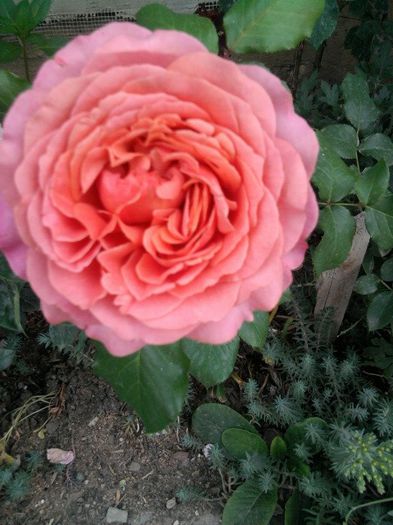 Fotografie2673 - albrecht durer