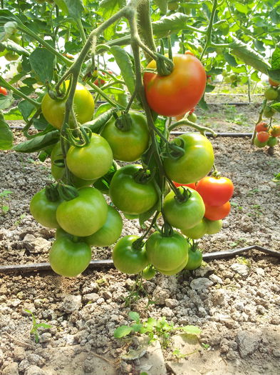 20130616_153400 - Tomate 2013