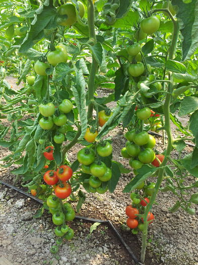 20130616_153441 - Tomate 2013