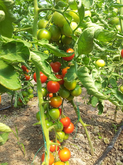 20130616_153614 - Tomate 2013