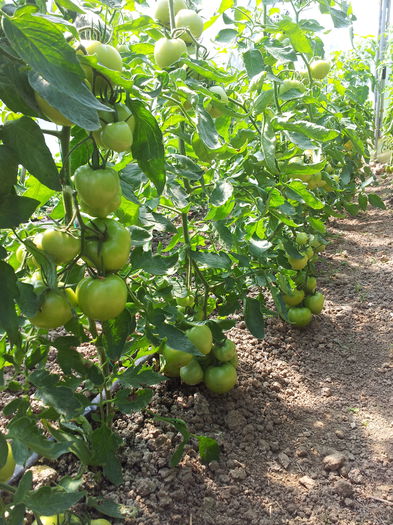 20130616_154459 - Tomate 2013