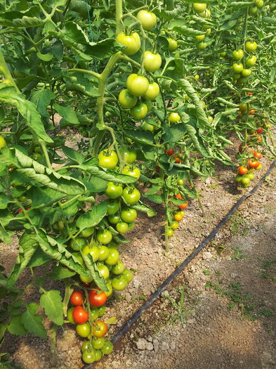 20130616_153550 - Tomate 2013