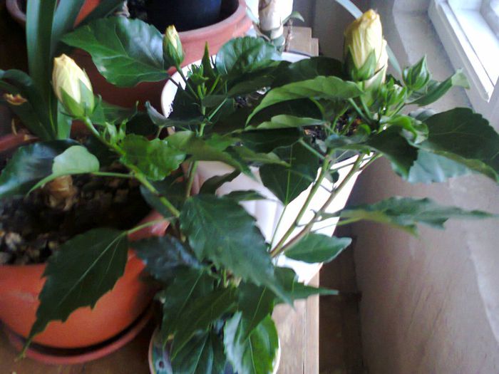 Fotografie0083; Boboci hibiscus galben batut
