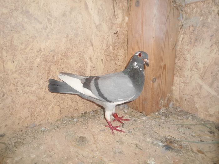 femela 2012 - porumbei