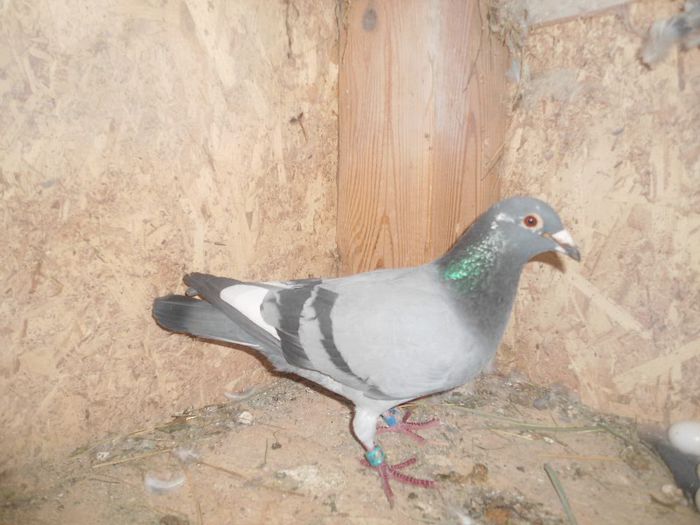 mascul 2011 - porumbei