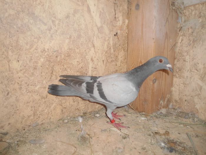 2013 mascul fiul ovidiu - porumbei