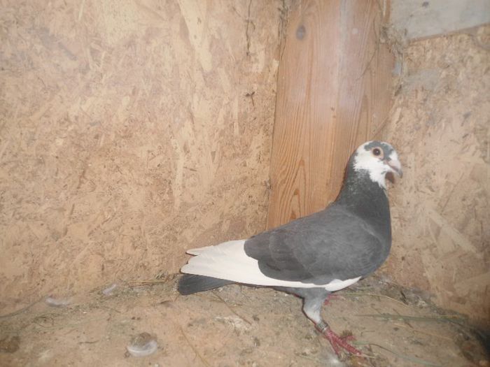2012 mascul - porumbei
