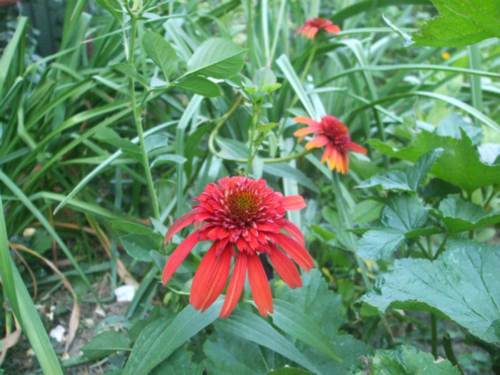 DSCF1914 - vara 2013