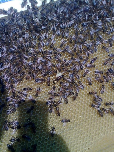 situatie deosebita 004 - apicultura 2013
