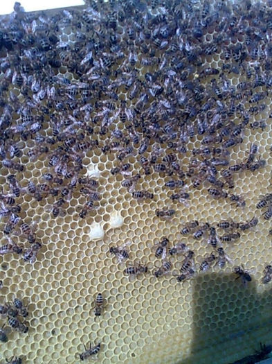 situatie deosebita 002 - apicultura 2013