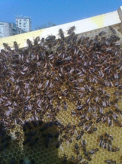 situatie deosebita 003 - apicultura 2013