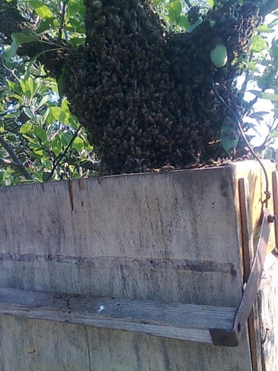 situatie deosebita 001 - apicultura 2013