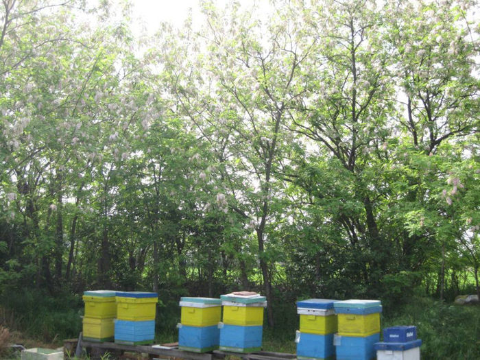 001 - apicultura 2013