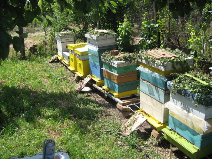 003 - apicultura 2013