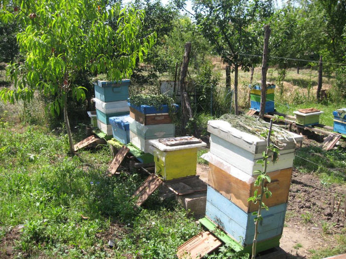 005 - apicultura 2013