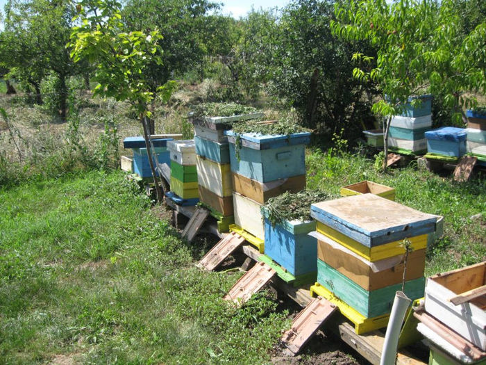 006 - apicultura 2013