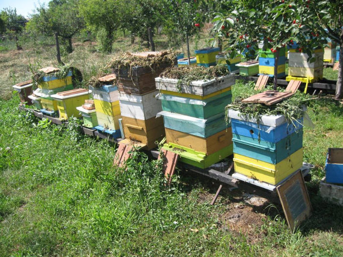 008 - apicultura 2013