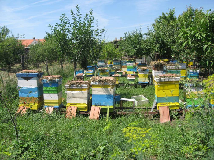 009 - apicultura 2013