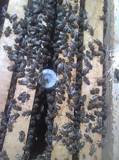 apicultura 042 - apicultura 2013