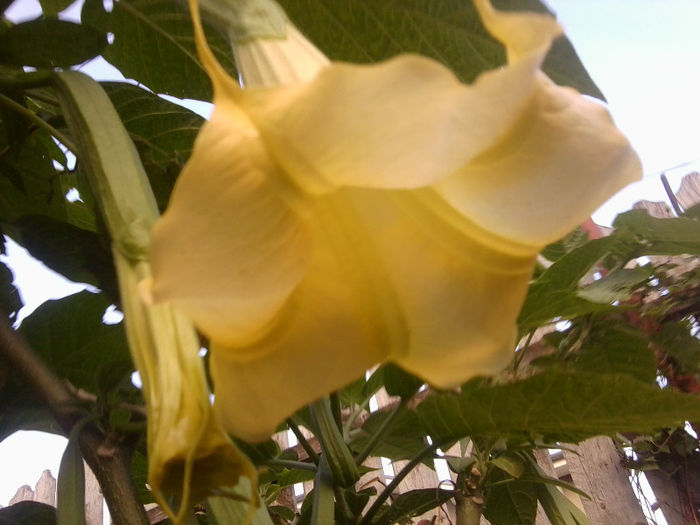 Fotografie3193 - brugmansii si daturi 2013