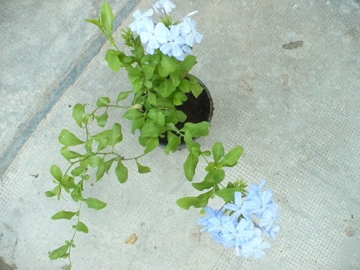 Plumbago - multumesc unei Doamne dragute ! - Plante de interior 2013