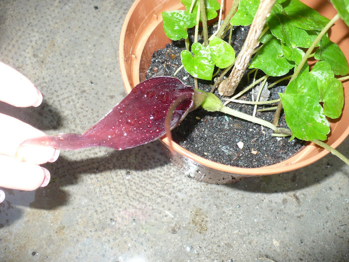 20.06.2013 floareTyphonium divaricatum; - Plante de interior 2013