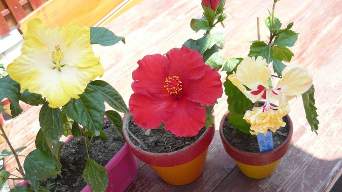 Picture 3904 - x 2013 Hibiscus rosa sinesis