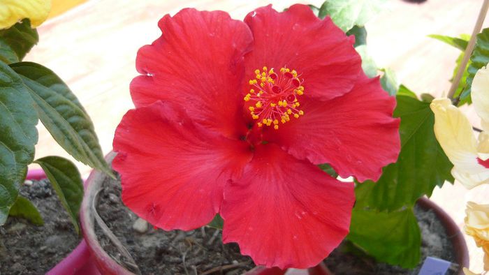 Picture 3906 - x 2013 Hibiscus rosa sinesis