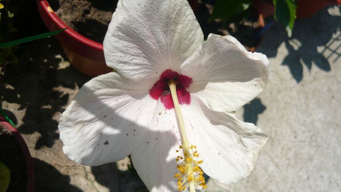 Picture 3908 - x 2013 Hibiscus rosa sinesis