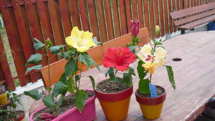 Picture 3931 - x 2013 Hibiscus rosa sinesis