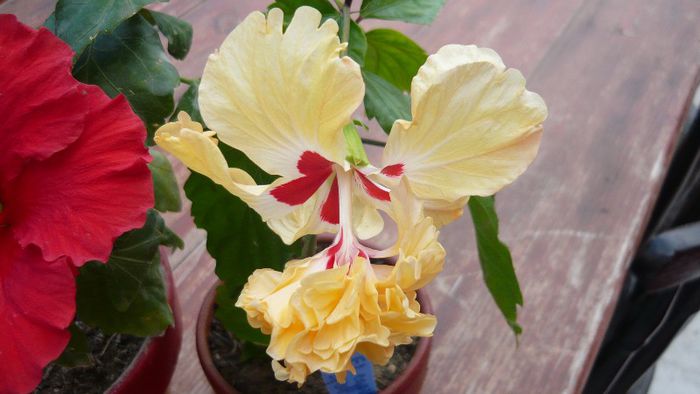 Picture 3934 - x 2013 Hibiscus rosa sinesis
