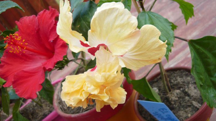 Picture 3936 - x 2013 Hibiscus rosa sinesis