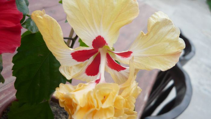 Picture 3937 - x 2013 Hibiscus rosa sinesis