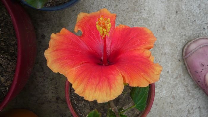 Picture 3943 - x 2013 Hibiscus rosa sinesis