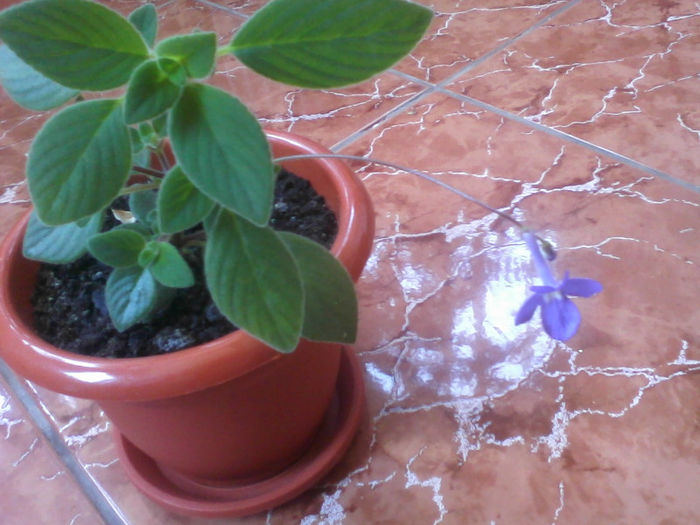 streptocarpella(am pierdut-o)