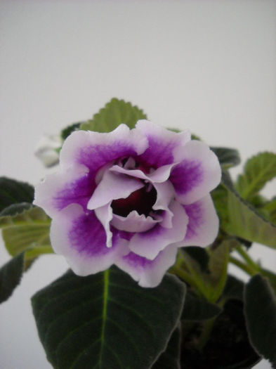 Burgundy queen 21. iunie - 1GLOXINIA- 2013