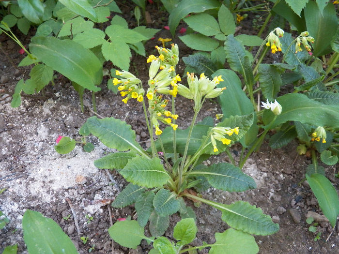 ciubotica cucului - CIUBOTICA CUCULUI SI PRIMULE