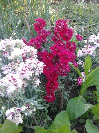 2013-06-15 18.12.54 - Diverse flori