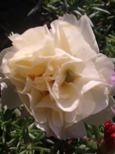 Floare de piatra batuta