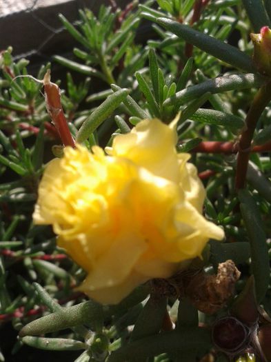 2013-06-15 18.14.30 - Diverse flori