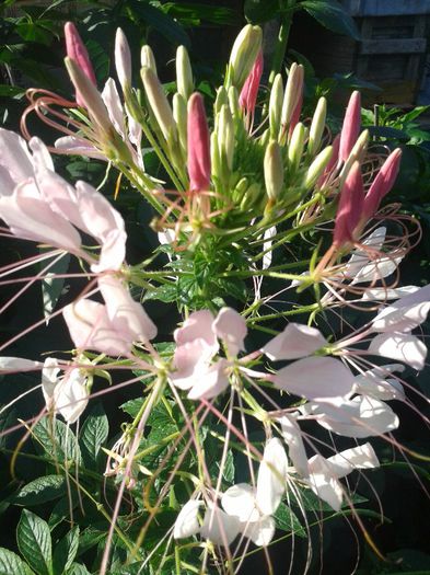 Cleome - Diverse flori