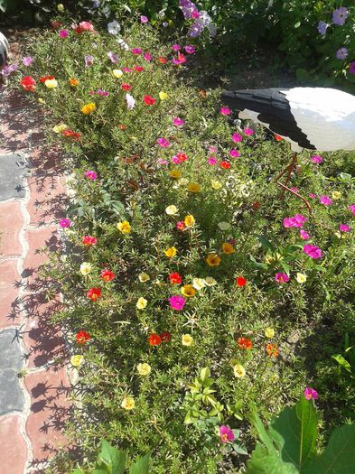 Flori de piatra - Diverse flori