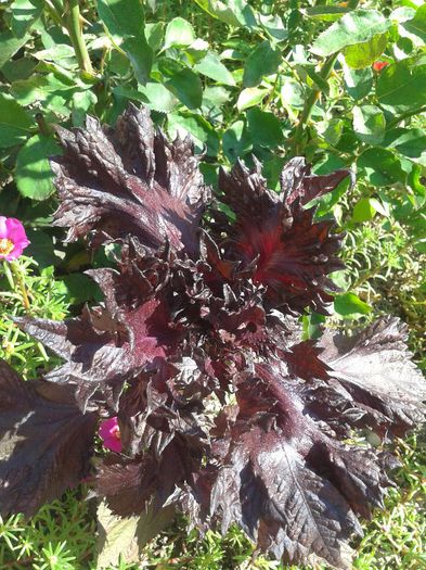 2013-06-18 10.12.21 - Diverse flori