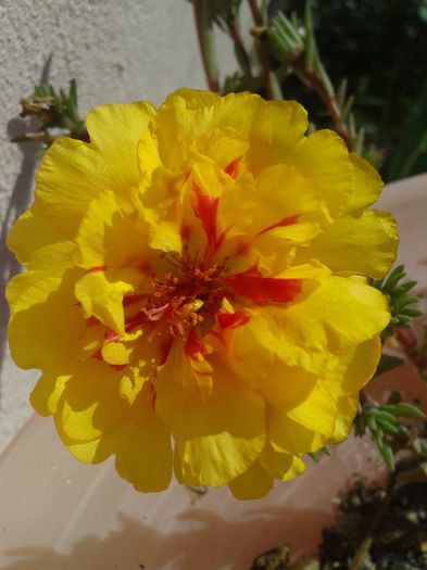 Floare de piatra - Diverse flori