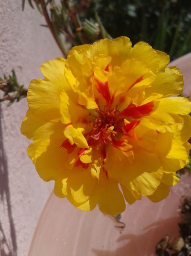 2013-06-18 10.14.06 - Diverse flori
