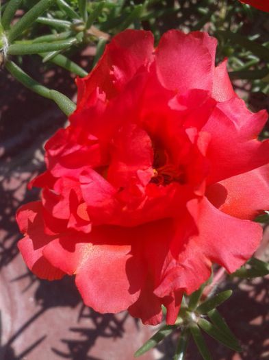 2013-06-18 10.14.23 - Diverse flori