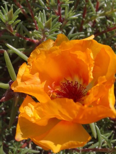 2013-06-18 10.14.31 - Diverse flori