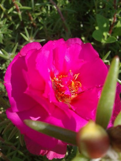 2013-06-18 10.14.45 - Diverse flori