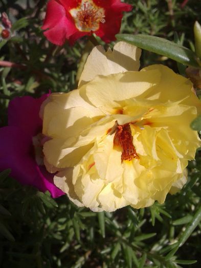 2013-06-18 10.14.59 - Diverse flori