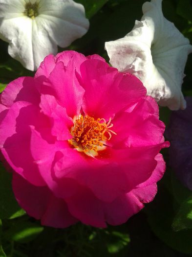 2013-06-18 10.15.12 - Diverse flori